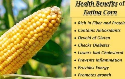 Corn And Its Health Benefits