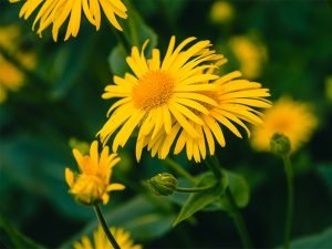 How To Use Arnica