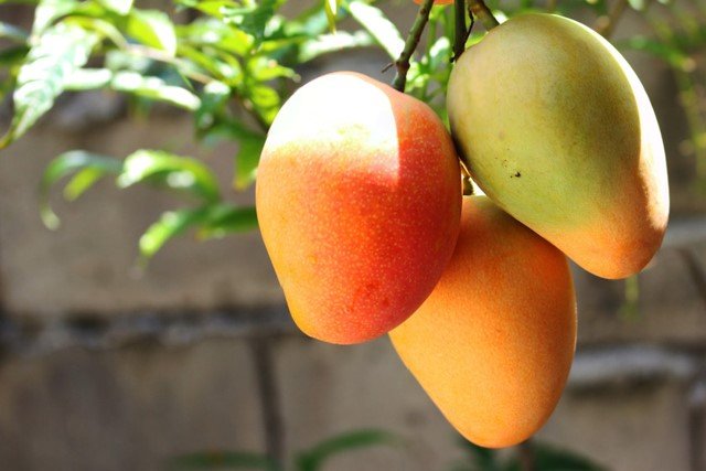 Mango And Its Health Benefits