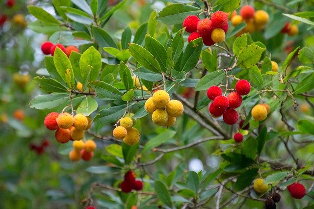 Properties And Benefits Of The Strawberry Tree