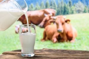 Why Is It Good To Drink Cow's Milk For Your Health